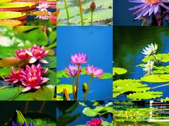 -国家植物园南园