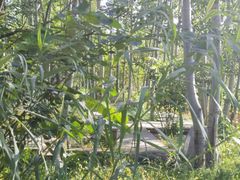 -北京麋鹿生态实验中心