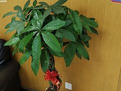 -雅悦齿科(顾村公园店)