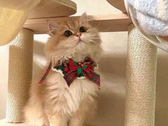 -欣宠猫屋·矮脚拿破仑·蓝金金渐层