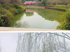 -红梅公园