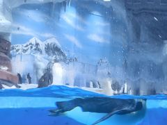 -海合安成都极地海洋公园