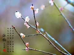 -中山市树木园