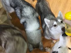 -Husky Go! 哈士奇体验馆·宠物咖啡厅狗咖