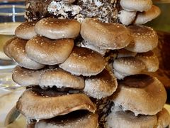 -斯普汇生蚝牛排馆(中骏世界城店)