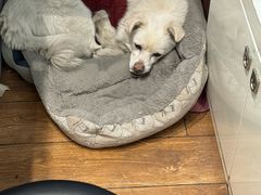 -瑞派·关忠动物医院·异宠专科·犬猫肿瘤·皮肤专科(望京店)