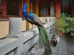-都江堰普照寺
