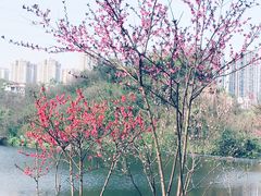 -重庆彩云湖湿地公园