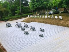 -广东惠东海龟国家级自然保护区
