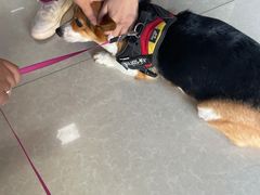 -瑞派福兴宠物医院犬猫全科·骨科·中西医结合(河东店)