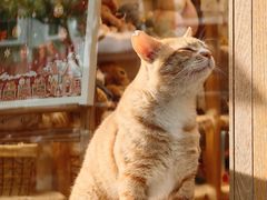 -猫的天空之城概念书店(大学路店)