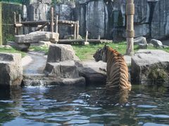 -上海野生动物园