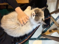 -猫色咖啡·猫咖