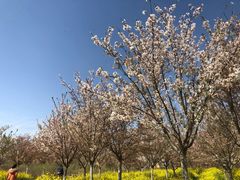 -古柏渡飞黄旅游区