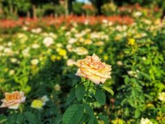 -香蜜公园