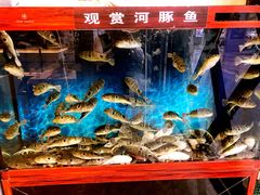-肆月河豚·新淮扬(金融街店)