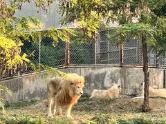 -石家庄市动物园