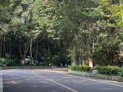 -铁山坪森林公园