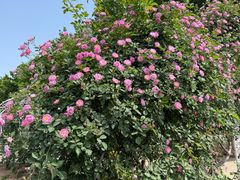 -石家庄市植物园