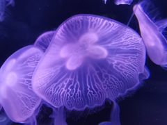 -欢乐海岸海洋奇梦馆