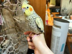 -吉丁鸟咖·异宠·寄养
