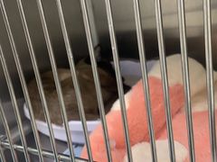 -瑞派·关忠动物医院·猫专科·犬专科(三环新城店)