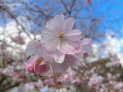 -顾村公园