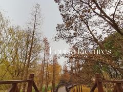 -贡湖湾湿地公园