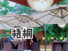 -梧桐