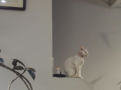 -琪喵猫屋·撸猫猫咖·猫舍