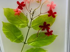 -广东中医药博物馆