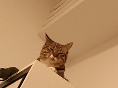 -瑞派康怡24h宠物医院·犬猫医疗中心·微创绝育(瑞景分院)