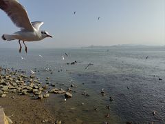 -深圳湾公园(南山区)
