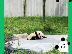 -卧龙中华大熊猫苑神树坪基地