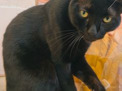 -猫咪派对(江南西店)