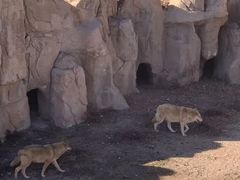 -大青山野生动物园