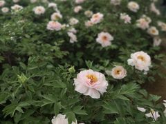 -洛阳市隋唐城遗址植物园