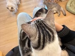 -有喵·猫咖·狗咖·30几只猫10只小狗(岗厦店)