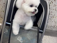 -FAELING PETS美天灵宠物(富力广场店)