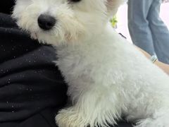 -唐小姐の猫狗洗护·购宠旗舰店(周浦万达店)