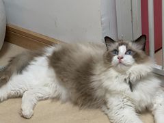-猫在这儿猫咪咖啡馆·撸猫馆