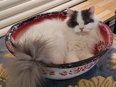 -平行世界·猫咖(首经贸店)