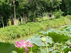 -西青郊野公园