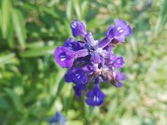 -北京东方普罗旺斯薰衣草庄园