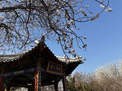 -桃花堤公园