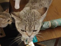 -猫色咖啡·猫咖
