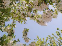 -海棠花溪(元大都城垣遗址公园)
