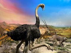 -国家自然博物馆