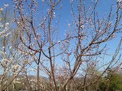-北京西山国家森林公园