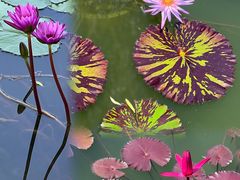 -国家植物园南园